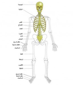 صورة توضح الهيكل العظمي للإنسان