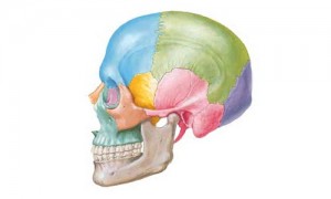 صورة توضح الجمجمة التي يتوضع فيها الدماغ
