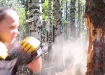 “أقوى فتاة في العالم” تكسر شجرة باستخدام مهارات ملاكمة -فيديو